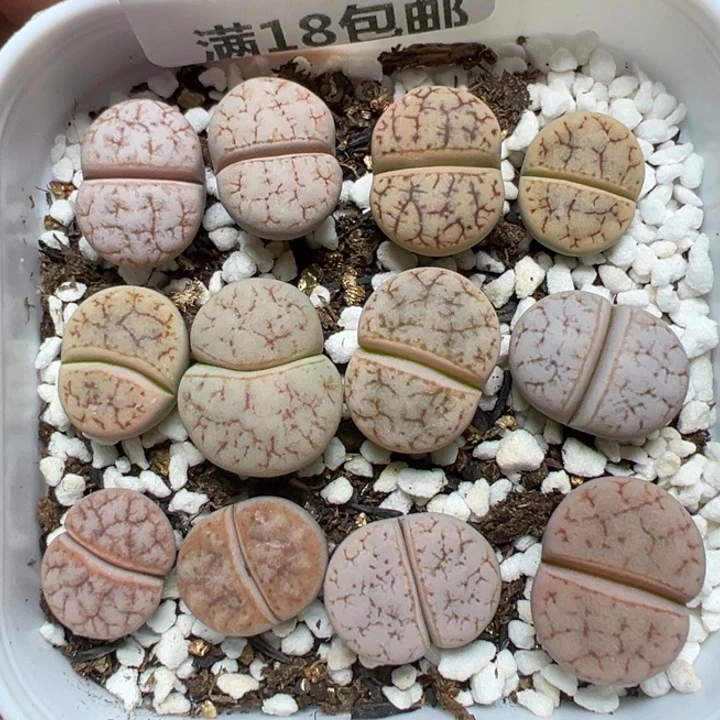【闪购商品】1153……