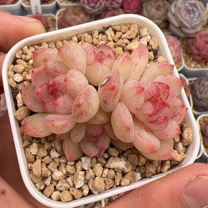 小*597 多肉植物组合盆栽