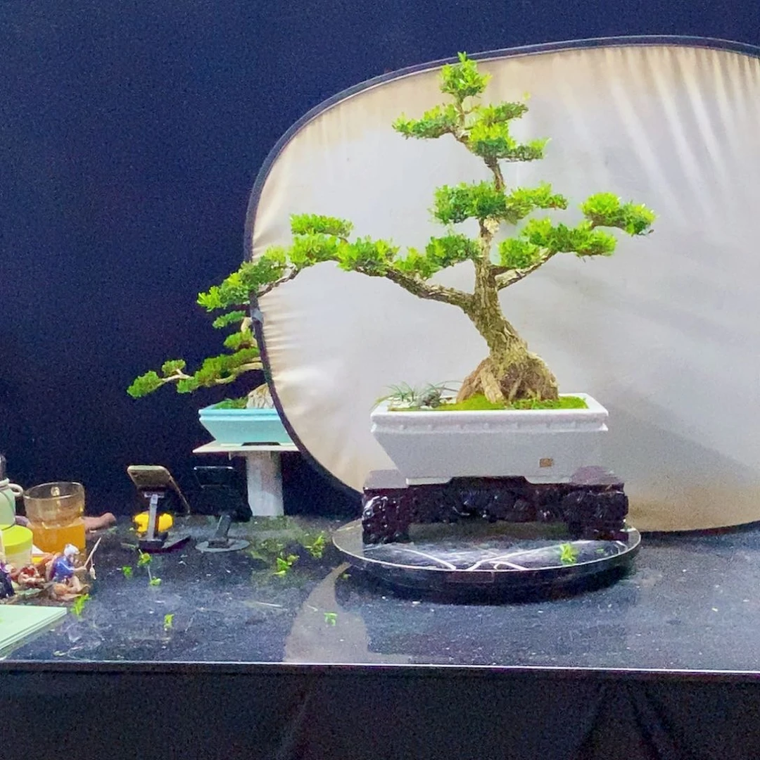 无花朵黄杨盆景造型