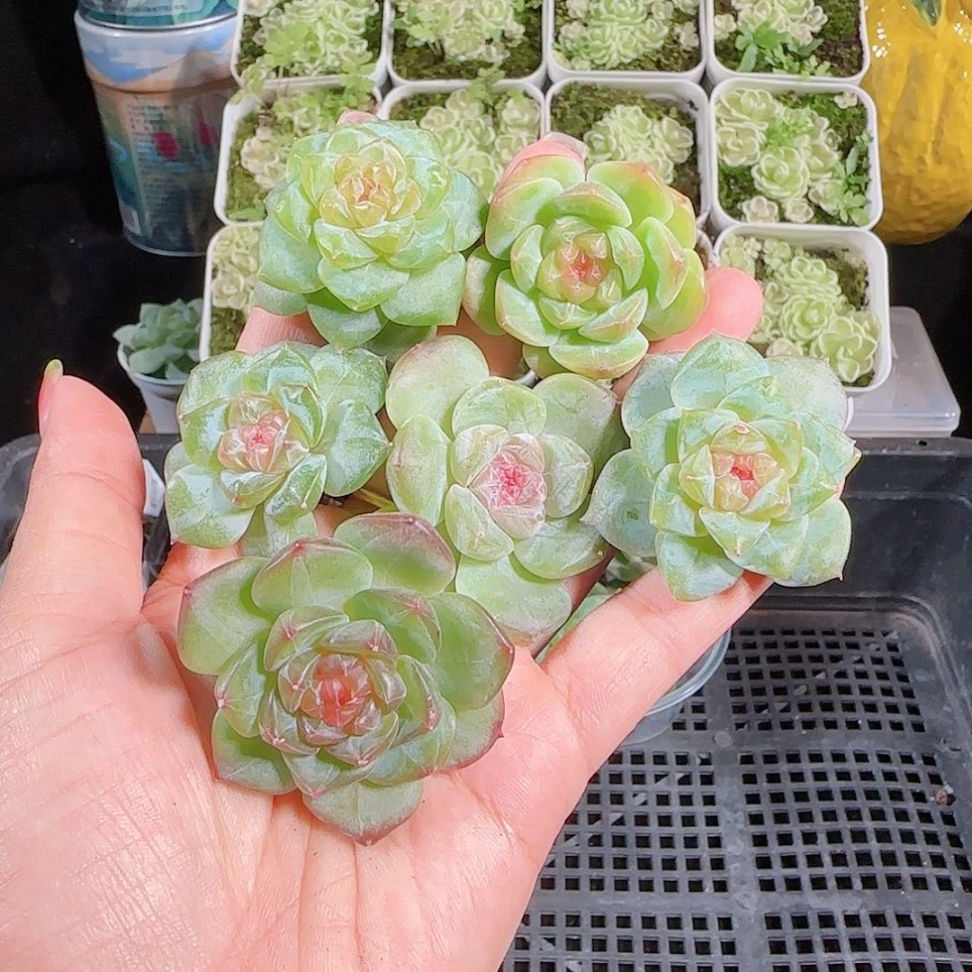 0913---130糖心珍妮