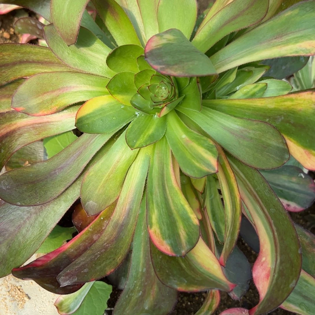 108巫毒七彩多肉植物