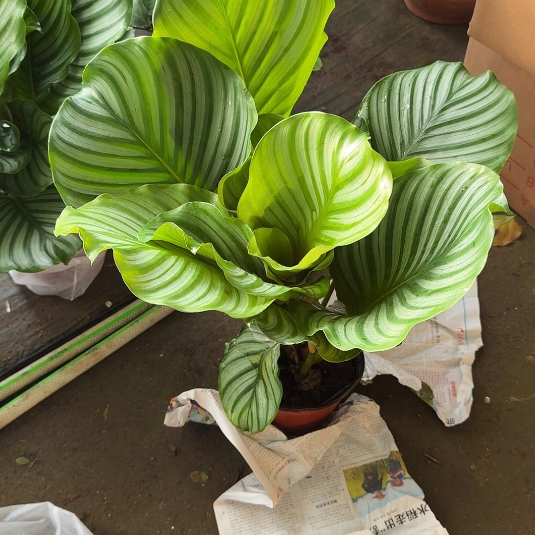 完全开放大颗青苹果