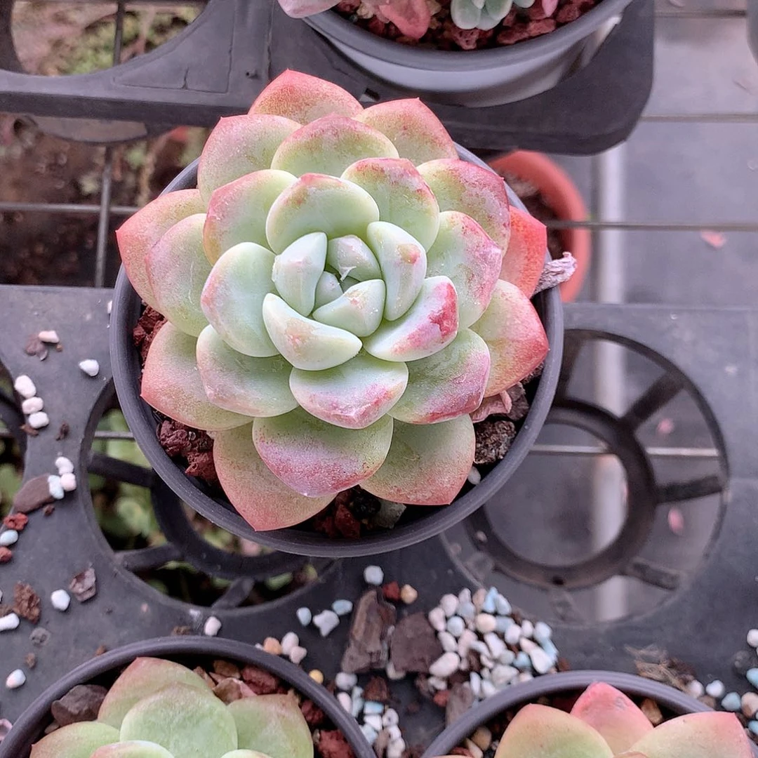 冰玉多肉植物老桩多肉