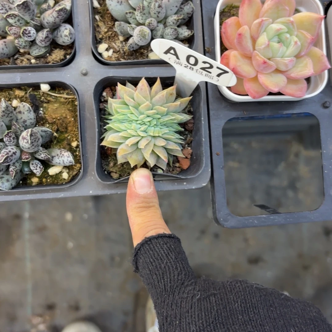 A027木樨园心缀一物一拍