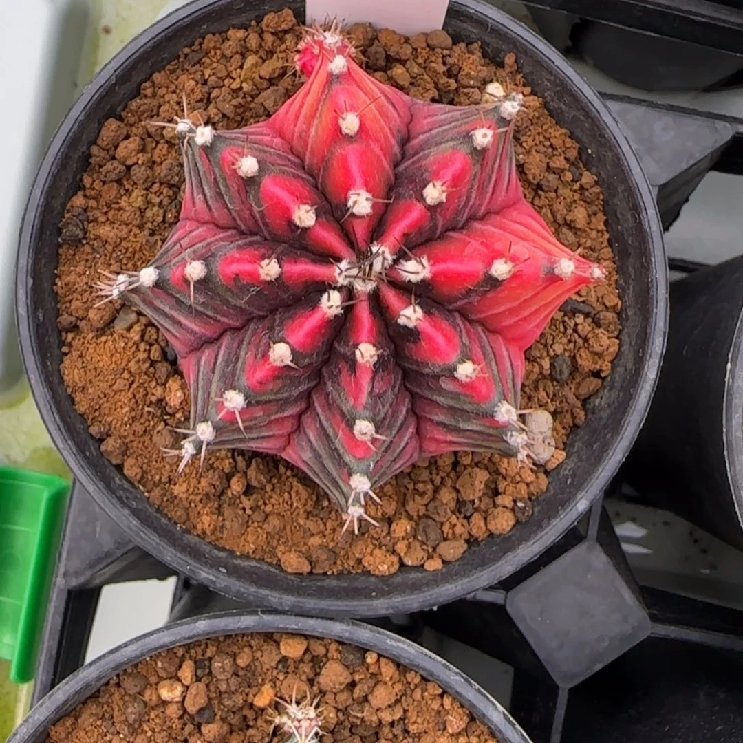 用****7175-0215troy脱土发多肉