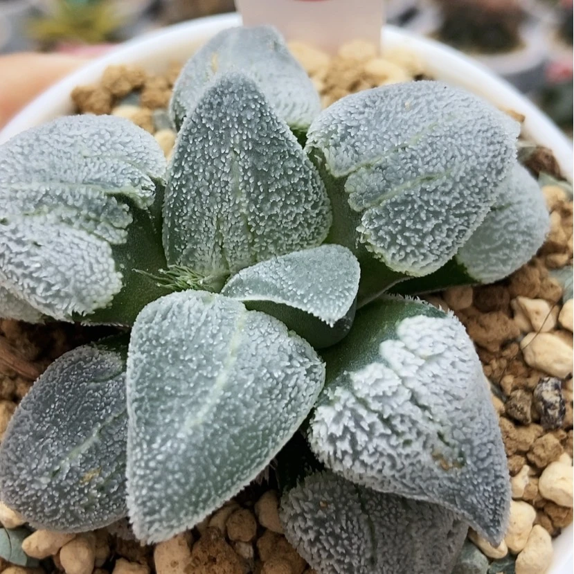 【闪购商品】铁道白银5