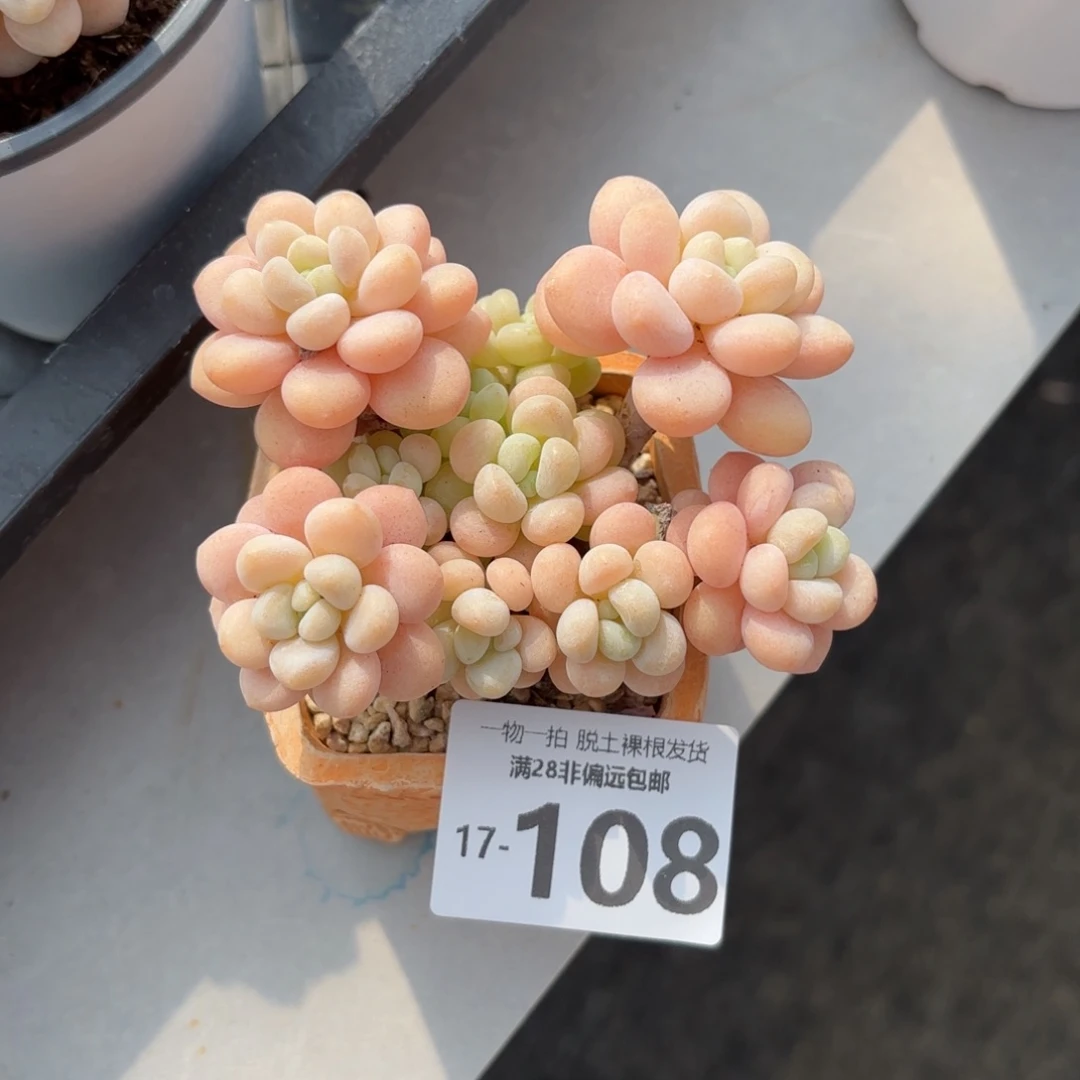 韩系洛可可老桩多肉