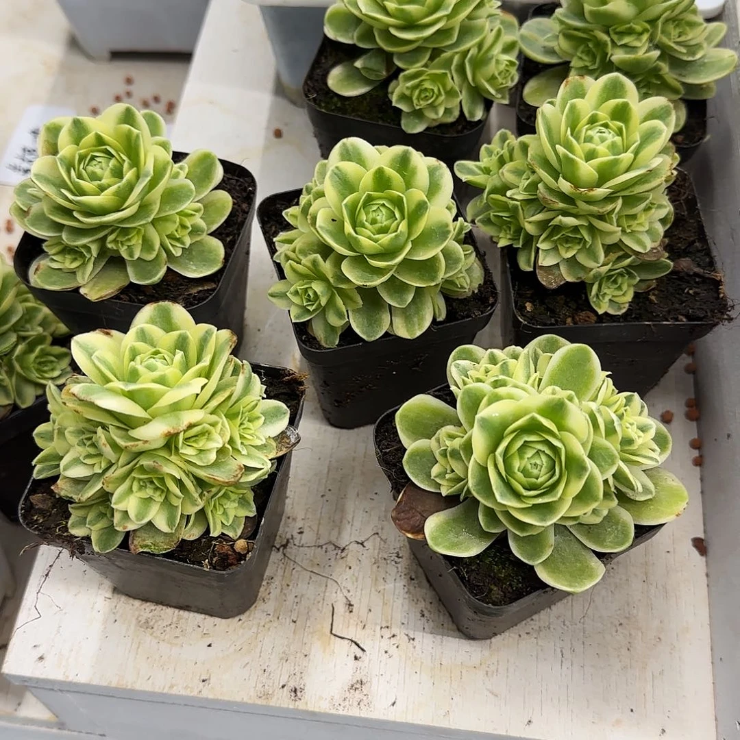 玫瑰锦多肉植物锦