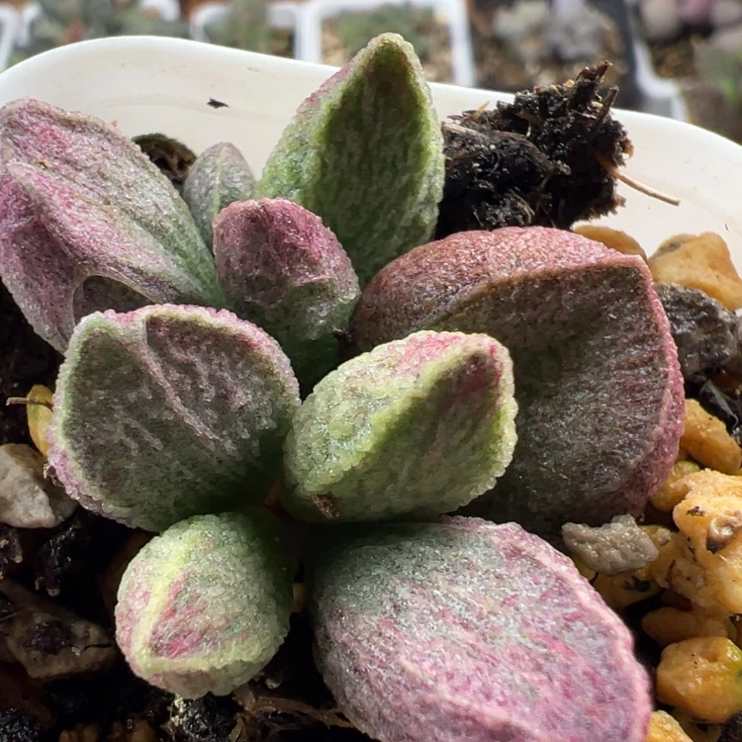 实生新品大苗多肉植物水泡