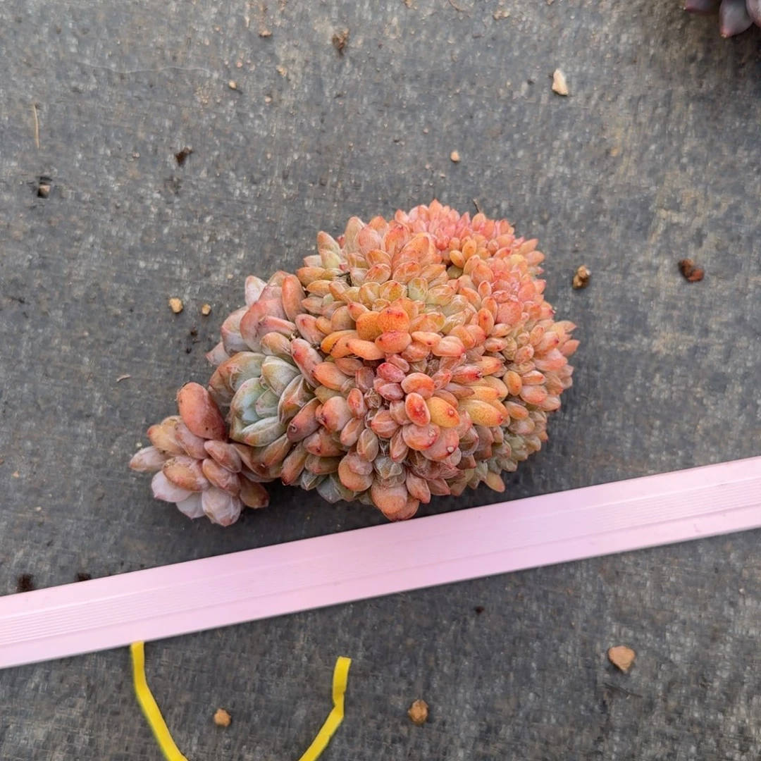 地****一物一拍11-28星影缀99