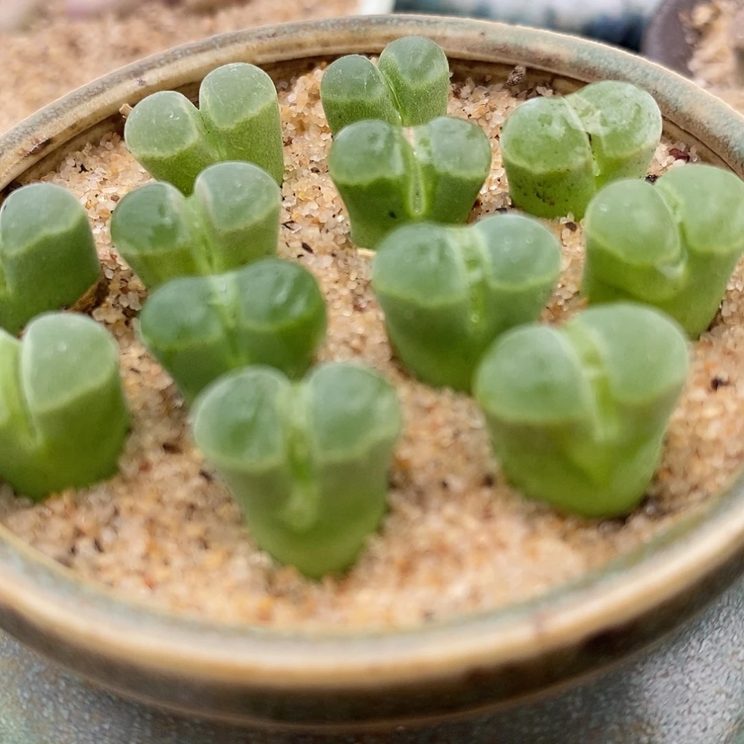 Y400风铃一颗一颗