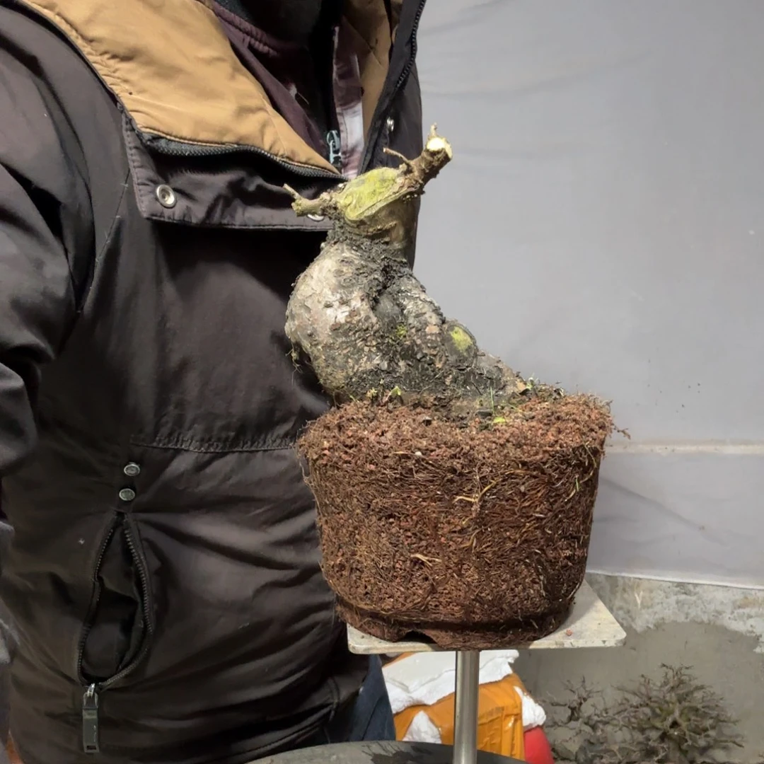 马***》云南昭通红花平枝栒子红花平枝栒