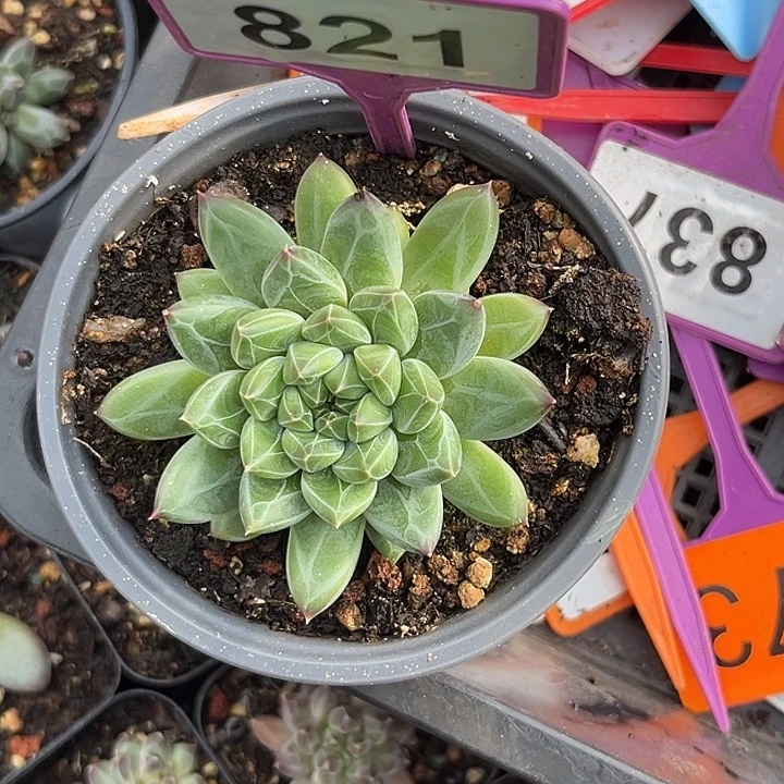 梦***溪多肉植物雪花美人812