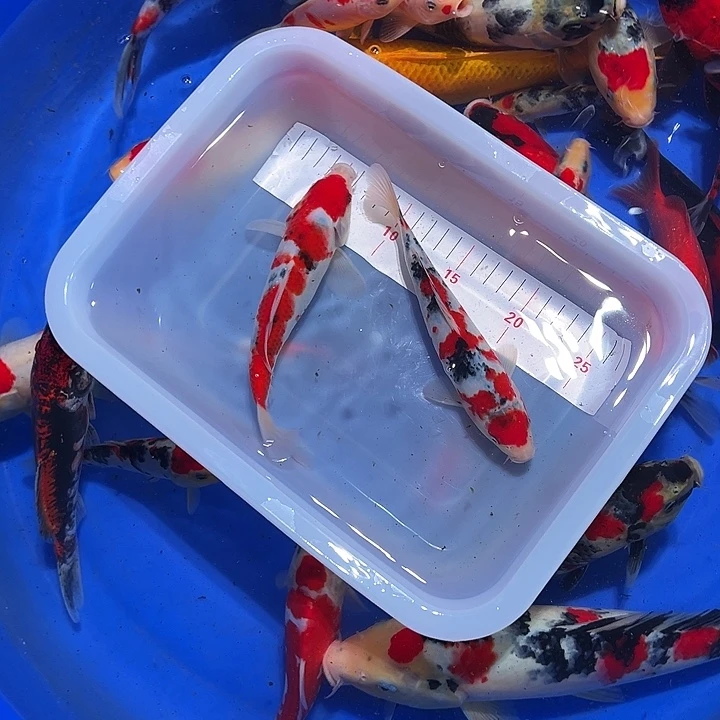 海水锦鲤的尾巴是什么