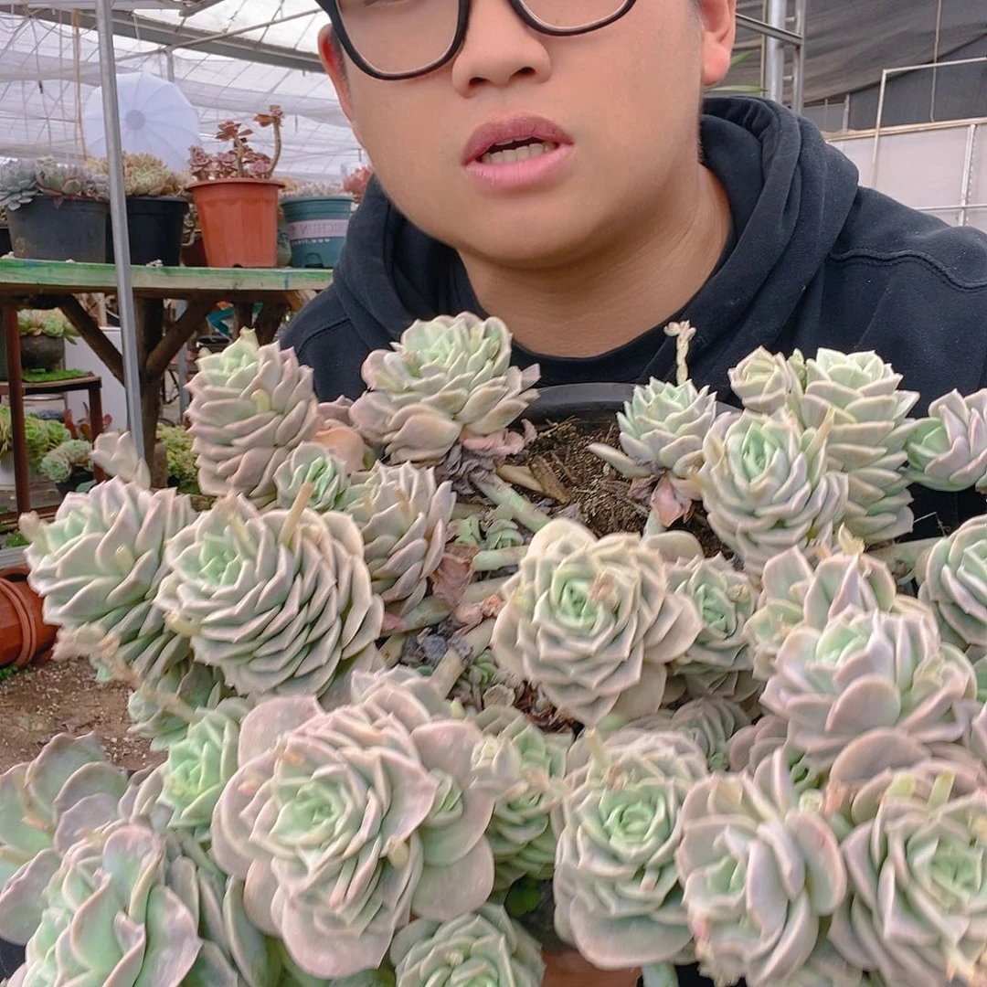 超大号巨无霸可爱玫瑰带盆土特价