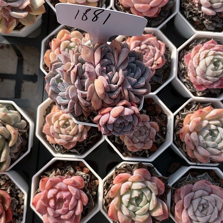 薇薇安园艺多肉1881