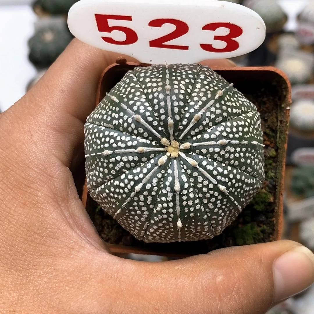 523福利特价咯啦了奇迹