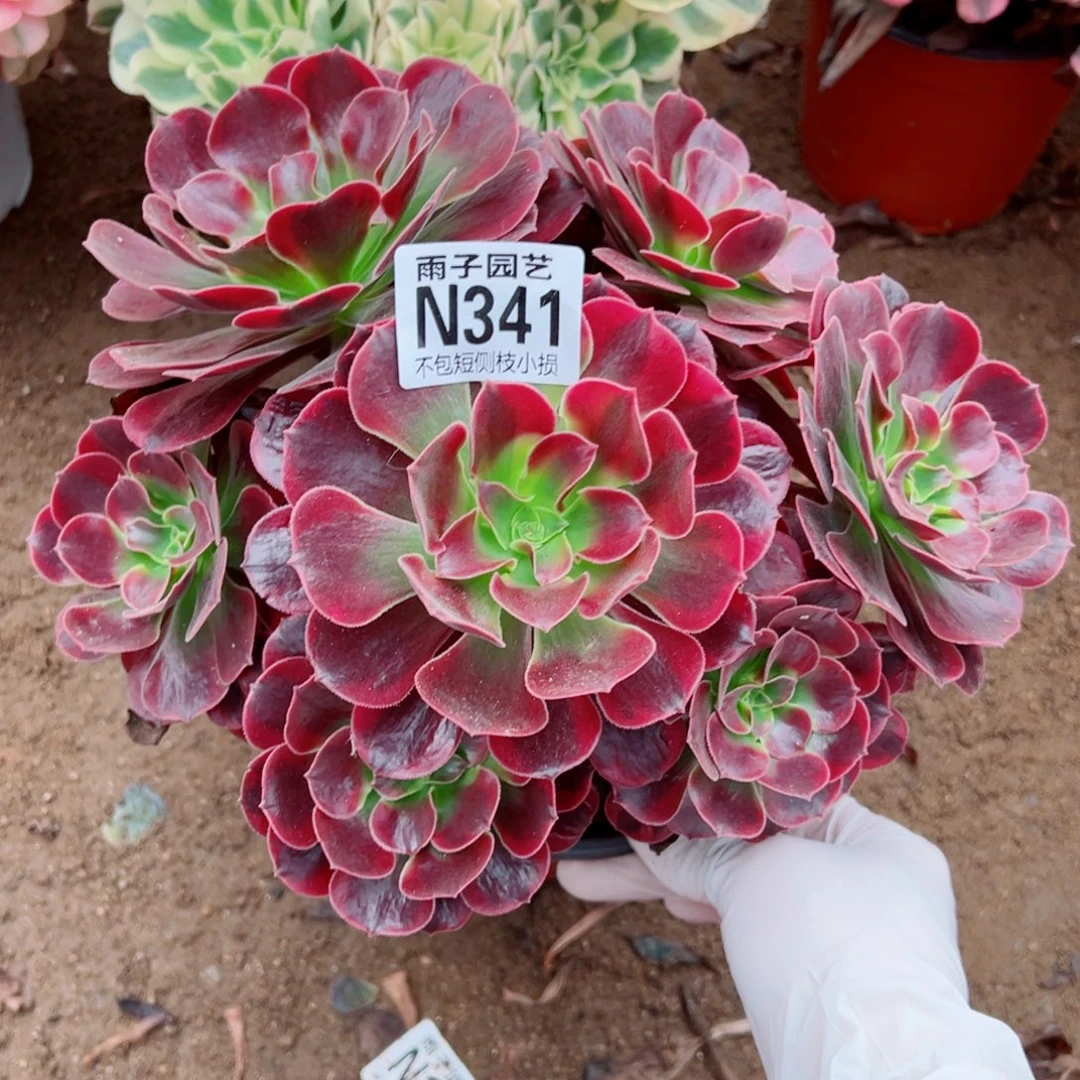 341凤冠尺寸20左右