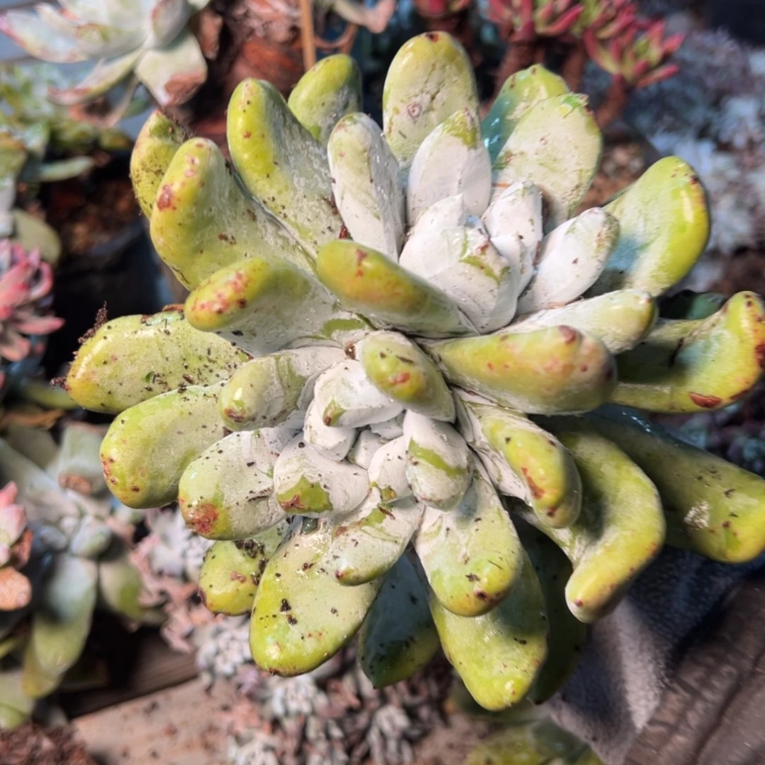 144两颗哈哈哈哈哈哈