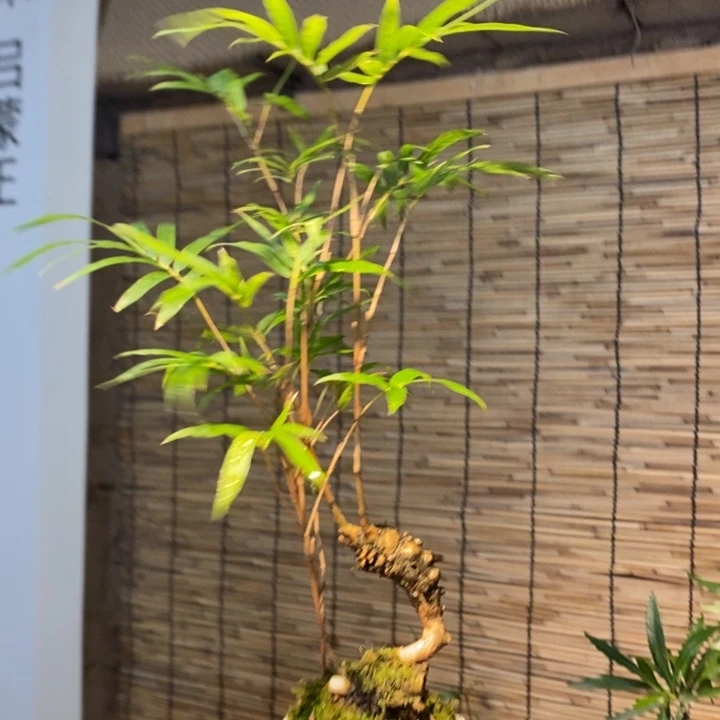 梗退款拉黑一物一拍108