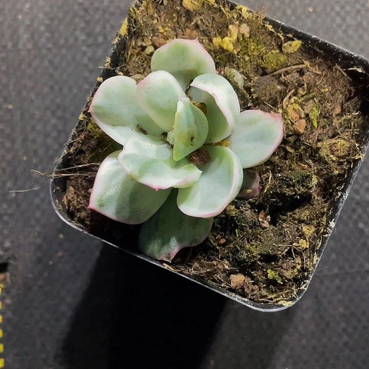 伯克利锦4.8带盆土