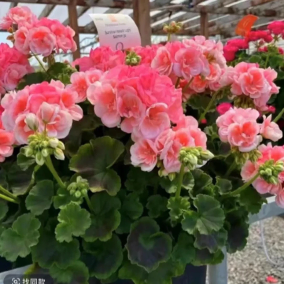 落日余晖  直立天竺葵包邮