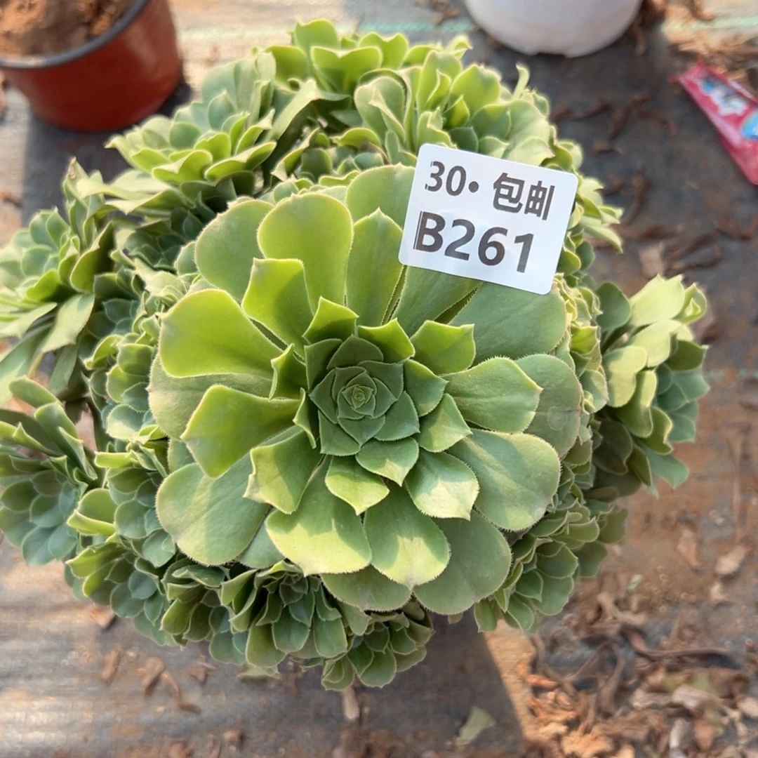 261绿杨蓉多肉侧枝不断枝