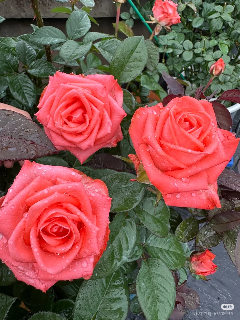 【歌迪娜】三加仑超新品橘粉色大切花直立性超好耐雨淋温柔系玫瑰花