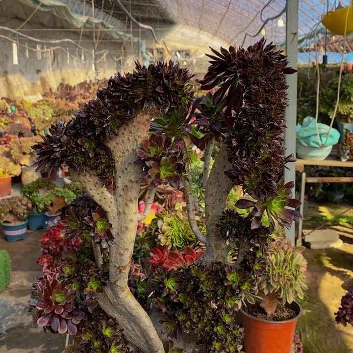 黑法师缀化多肉1颗