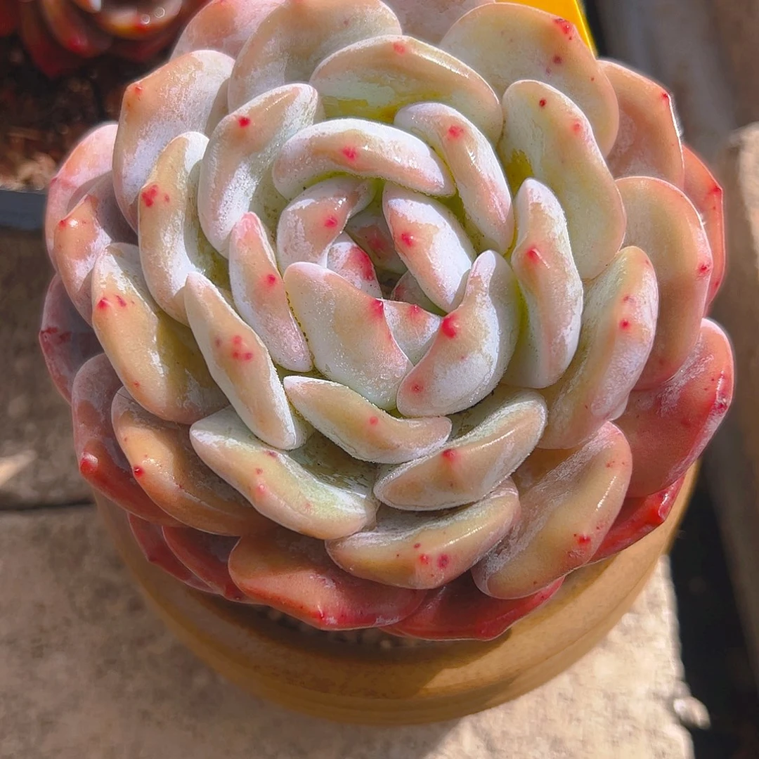 娜**我大单头橙梦露5036号一物一拍