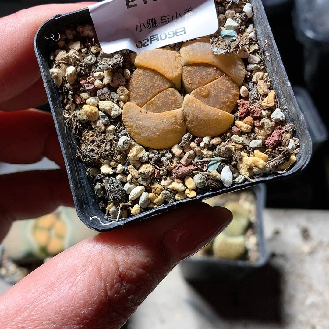 E156多肉植物保护研究所