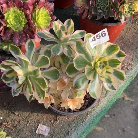 456燕资锦朵朵多肉，