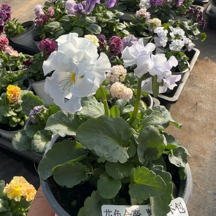 墨***笙无花朵M002角堇小苗一物一拍默认苗晃