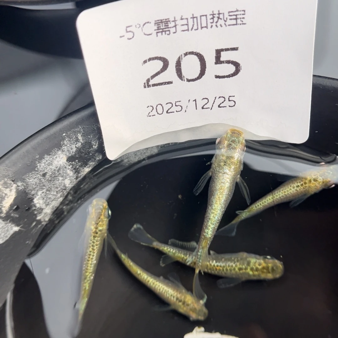 青鳉鱼205加布里埃尔五尾