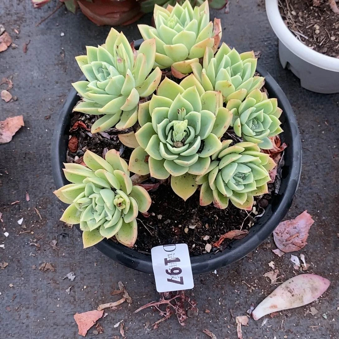 馨197三色堇多肉植物