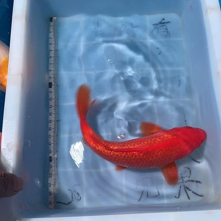 蝴蝶鲤鱼渔场直发111