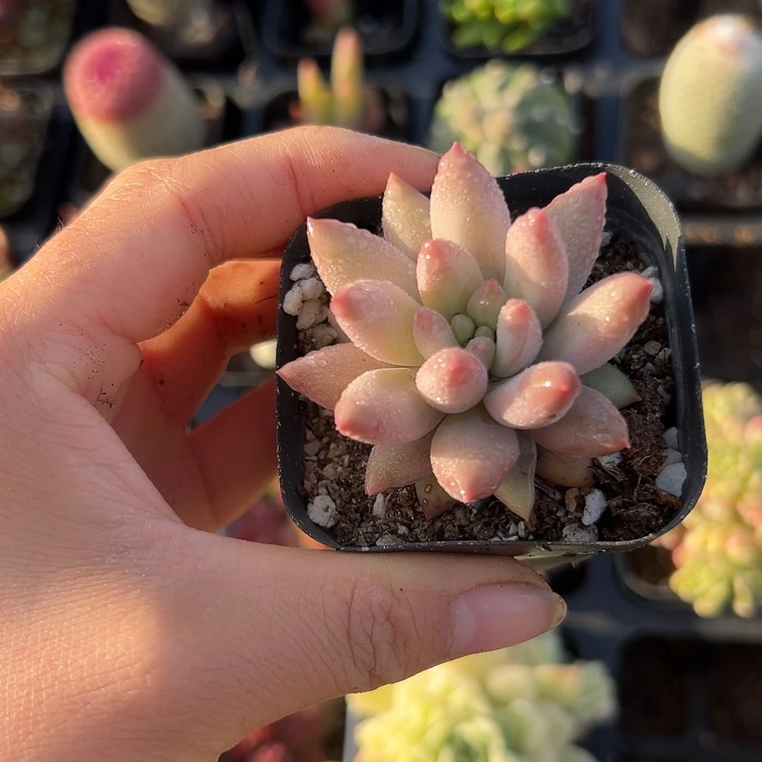 而父母植物植物中央音乐学院