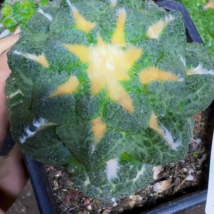 无花朵苗接龟甲591