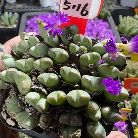 密密麻麻密密麻麻5116