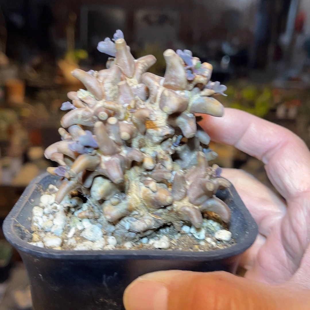 实生大尤蛮鬼塔一物一拍