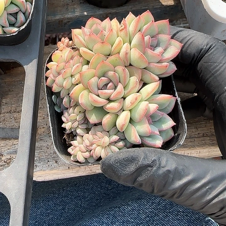 青蛙王子儿童牙膏111