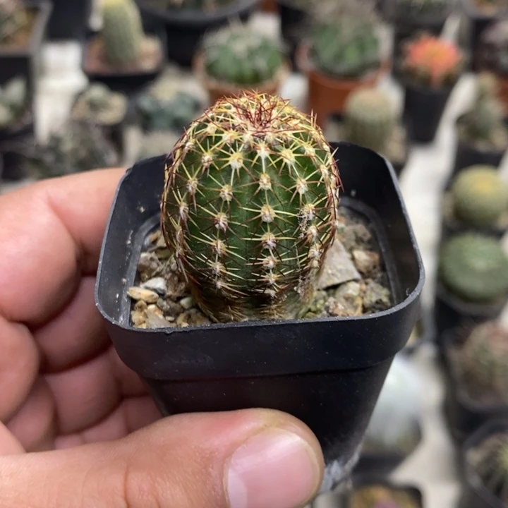 实生红刺青花虾特价