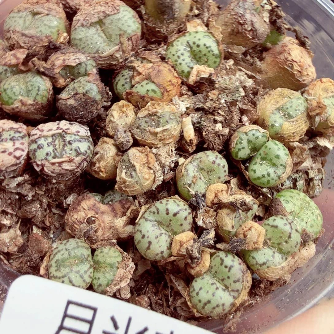 豆子真的不喜欢喝冰283