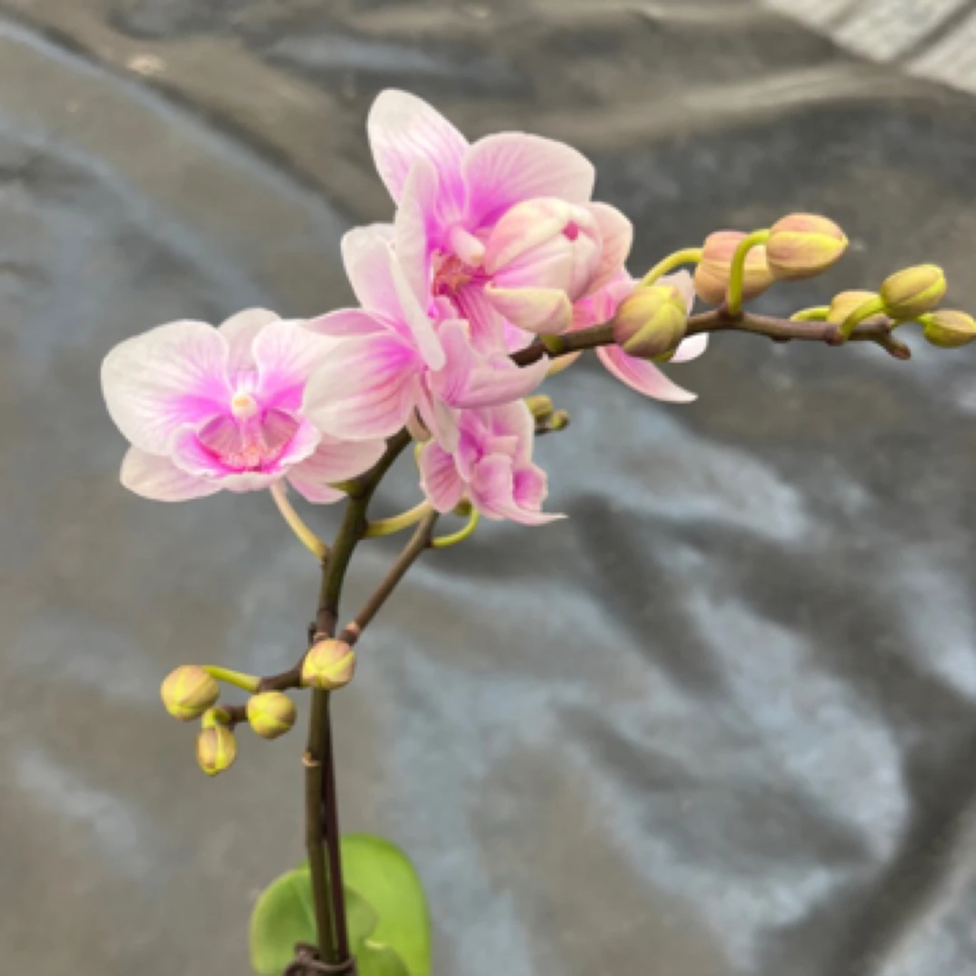 鲜花《小龙银》蝴蝶兰云南源头基地直发