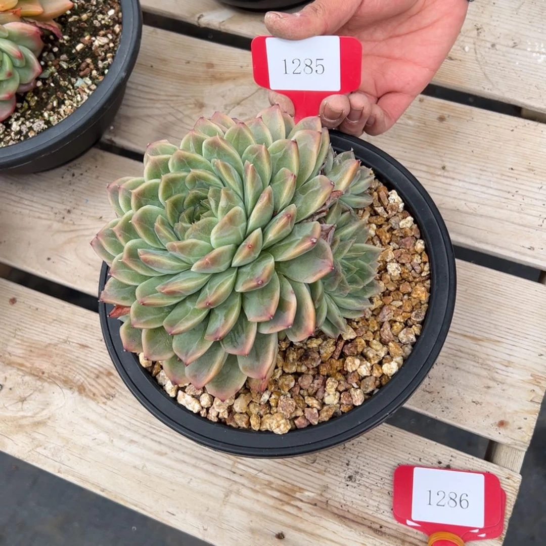 朦*1285肉多哦多么多哦多哦