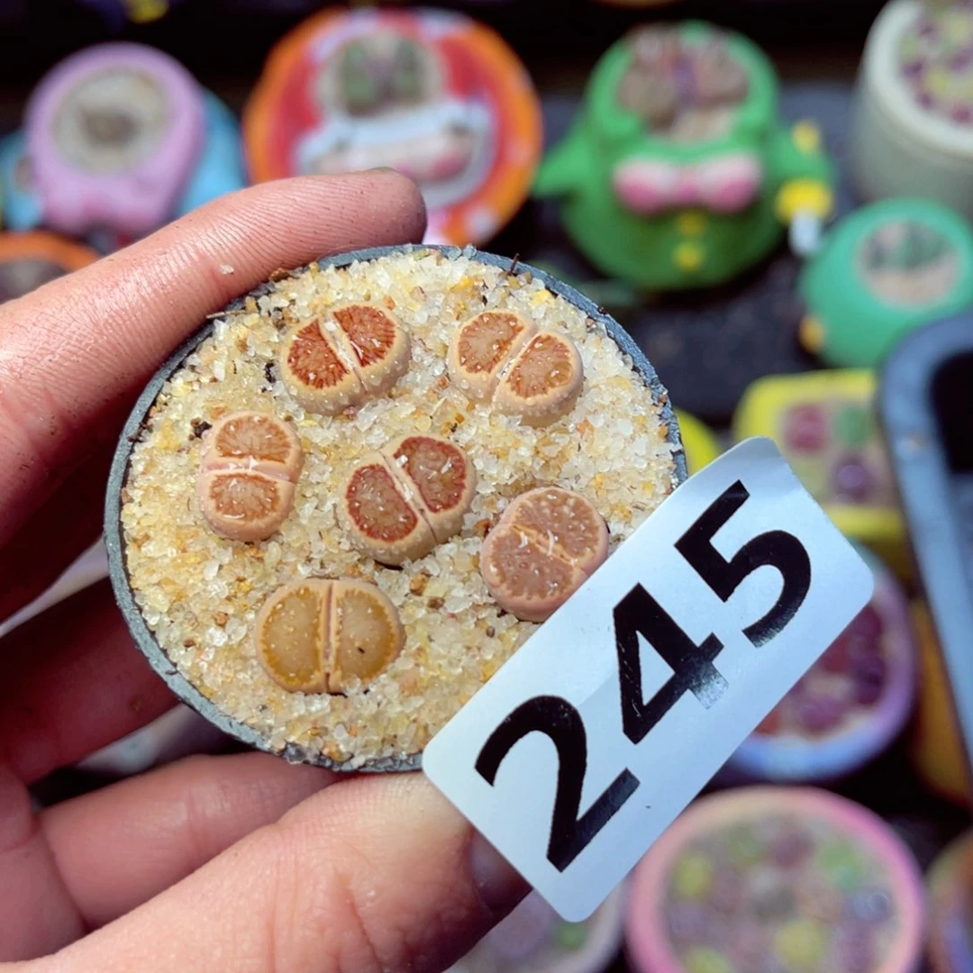 245生石花带盆发