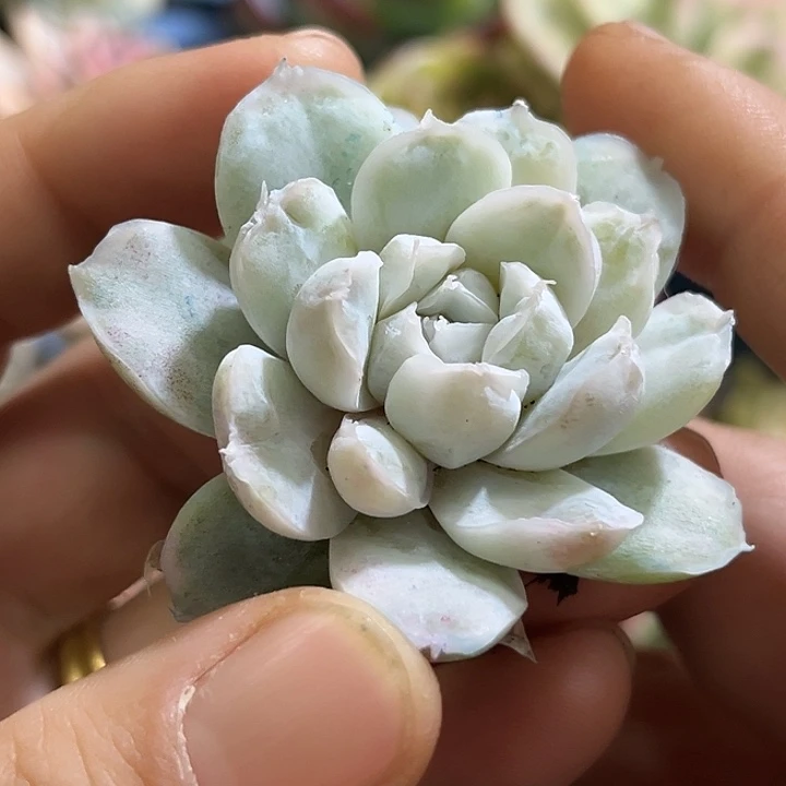 368冰边锦辛普森锦炸多肉