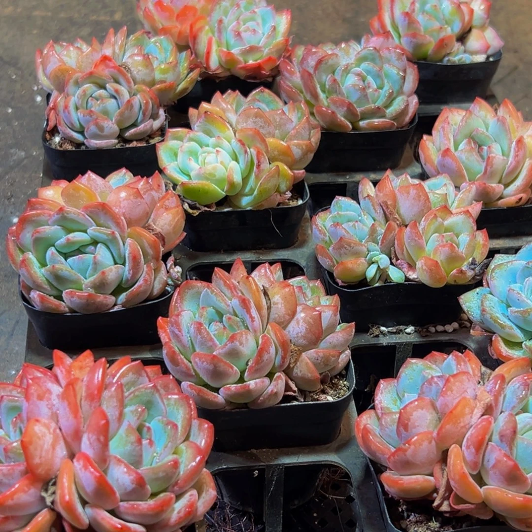 261的人都在用这个词了吗我真的很