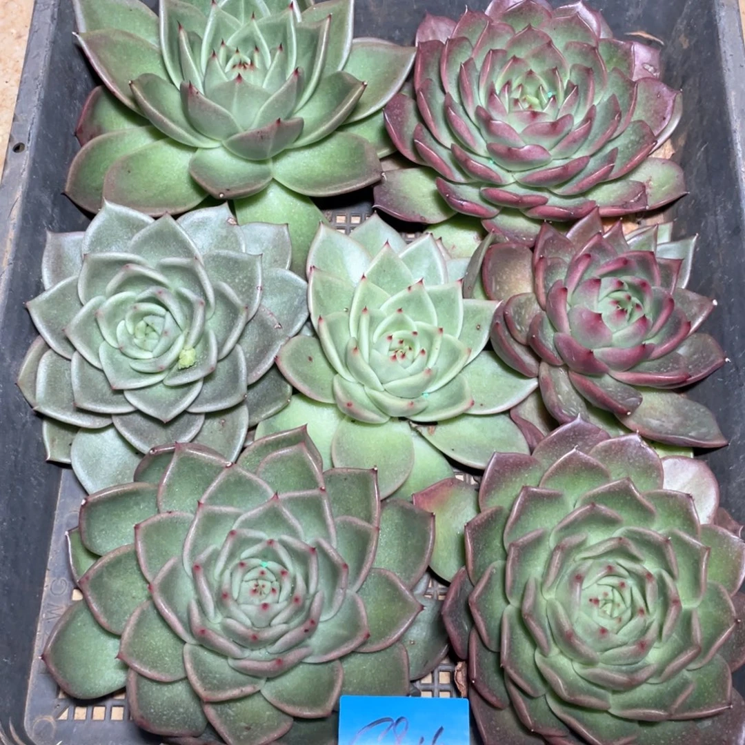 一筐特价福利不售后多肉2915