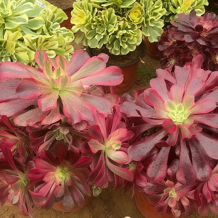 美杜莎两颗脱土发货25公分